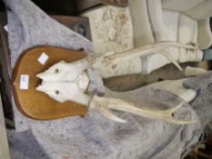 A pair of stag's antlers